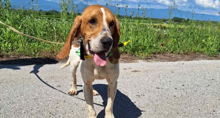 Βρέθηκε σκύλος ημίαιμο beagle στην Ημαθία. Σκύλος- Αθήνα