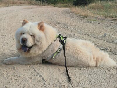 Χαρίζεται αρσενικό chow chow Σκύλος- Φάληρο